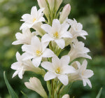 note image