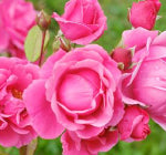 note image